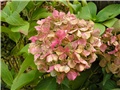 Hydrangea macrophylla